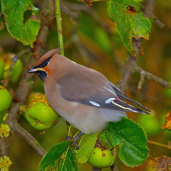 A Bohemian waxwing. Photo by Andreas Trepte, courtesy of Wikimedia Commons. 