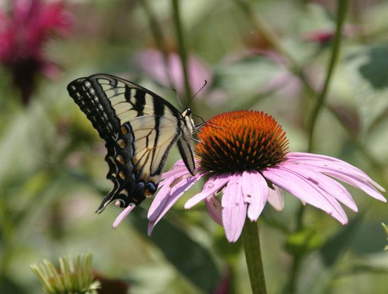 REBECCA REID PHOTO Planting native flora like this purple coneflower attracts buitterflies, bees and hummingbirds. 