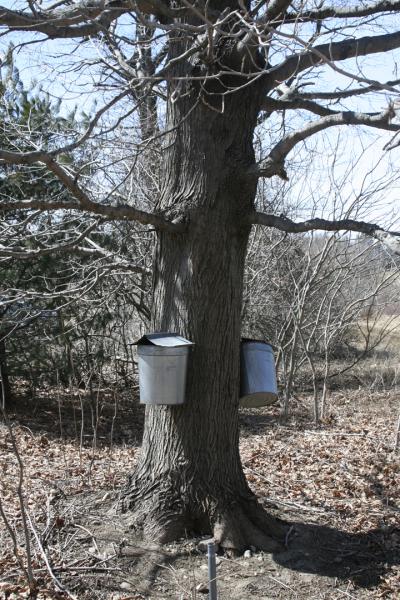 REBECCA REID Maple sap collecting in North Amherst. 