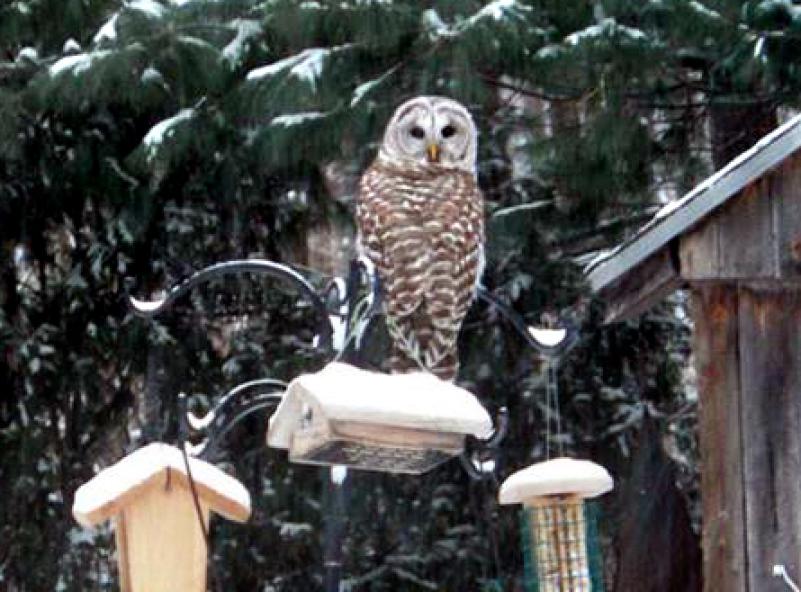 PHOTO BY JAANA CUTSON A barred owl in an Amherst backyard. 