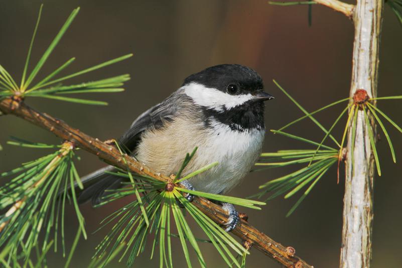 PHOTO COURTESY JOHN VAN DE GRAAFF  Studies of chickadees by Mount Holyoke College professor Susan Smith have contributed to understanding male-guarding behaviors in birds.