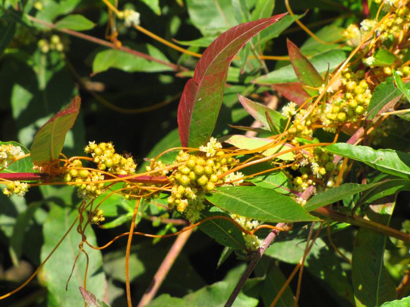 PHOTO BY REBECCA REID  Close-up of dodder on shoreline plants at Lake Warner in Hadley. An example of a "right-handed" twining of the dodder around the host plant can be seen in the lower left of the picture.