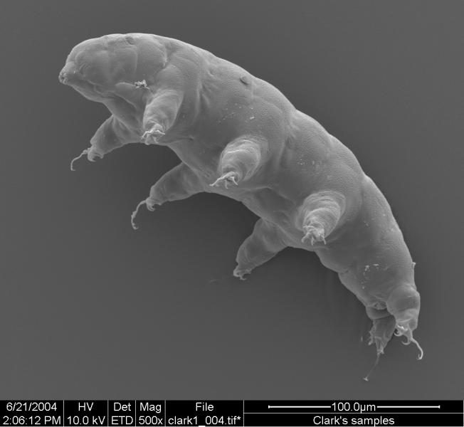 A water bear in the genus Milnesium is caught on the charge in this scanning electron micrograph. © 2014 by William Miller. Used with permission.