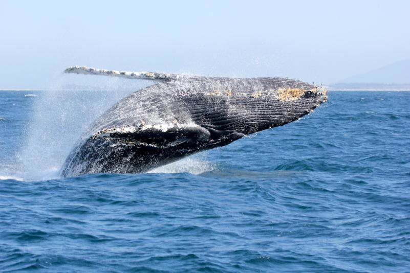 ALEX CHIAN A humpback whale breaching