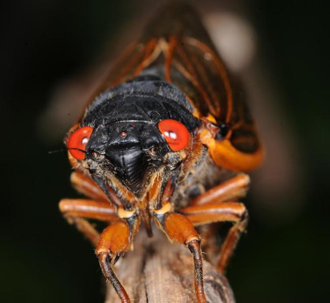 ELIZABETH FARNSWORTH PHOTO A 17-year cicada