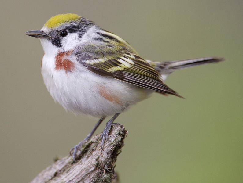 WIKIMEDIA COMMONS A chestnut-sided warbler