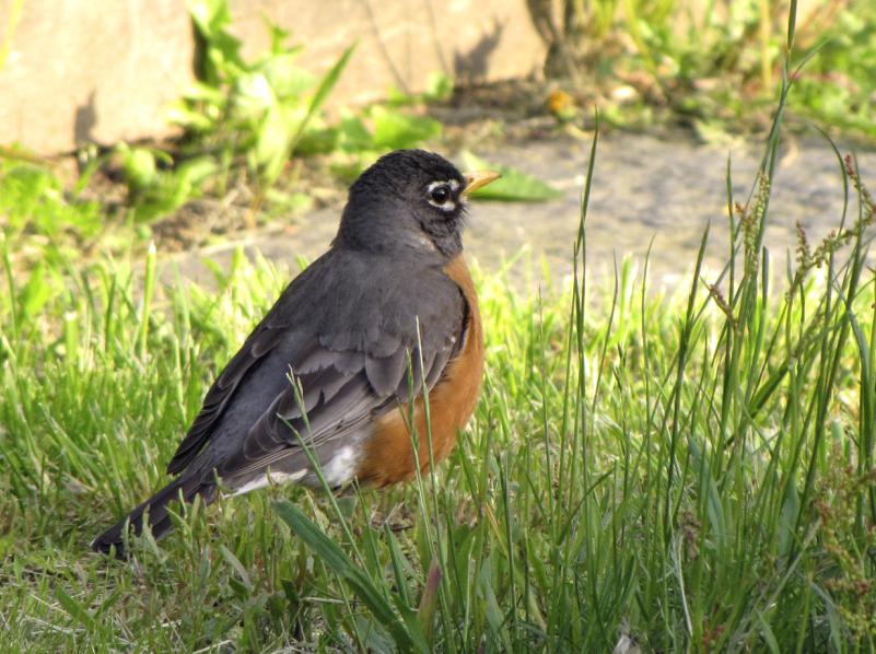 Rebecca Reid Robins are an excellent bird-language bird to watch. They have some of the most complex yet recognizable vocalizations among our backyard birds.