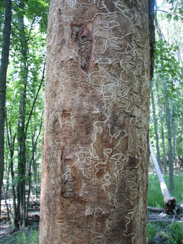 Erin Eve Creative Commons An ash tree with outer bark removed to show the feeding tunnels of larval emerald ash borers. These tunnels girdled and killed the tree.