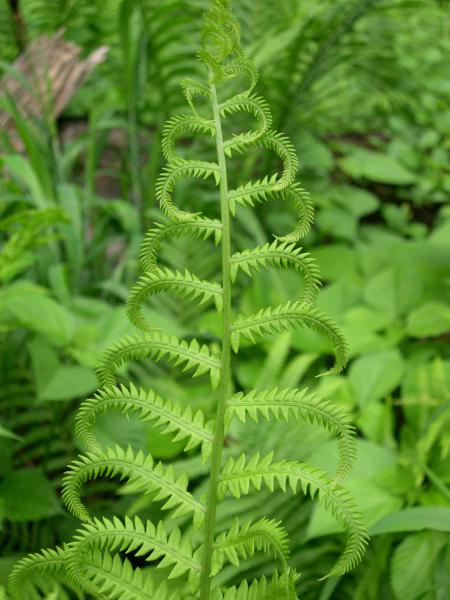 Ostrich fern unfurls its (edible) fiddleheads into beautiful, plume-like leaves. It graces many a moist forest and floodplain in the Valley. Photo by the author.
