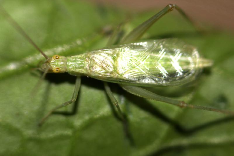stevenw12339 via Creative Commons. A male snowy tree cricket.