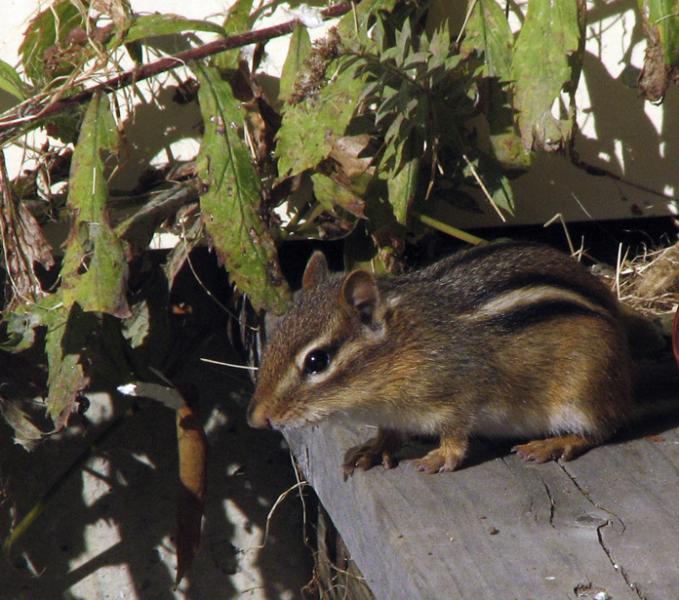PHOTO COURTESY OF REBECCA REID An Eastern chipmunk: After the author's parents stopped having outdoor cats, the population of these small mammals in their neighborhood increased dramatically. 