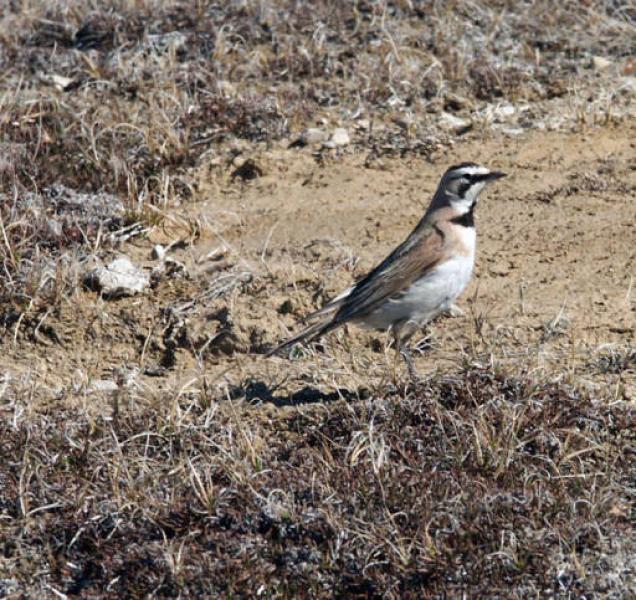 A northern horned lark. U.S. FISH AND WILDLIFE SERVICE