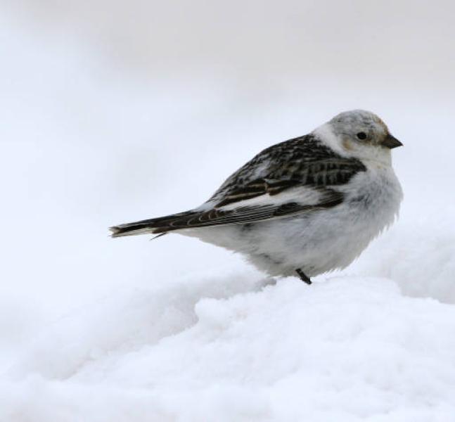 A snow bunting. U.S. FISH AND WILDLIFE SERVICE
