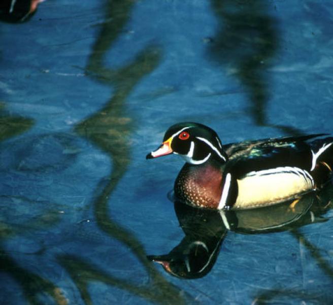 A wood duck COURTESY EDWARD WAGNER, U.S. FISH AND WILDLIFE SERVICE
