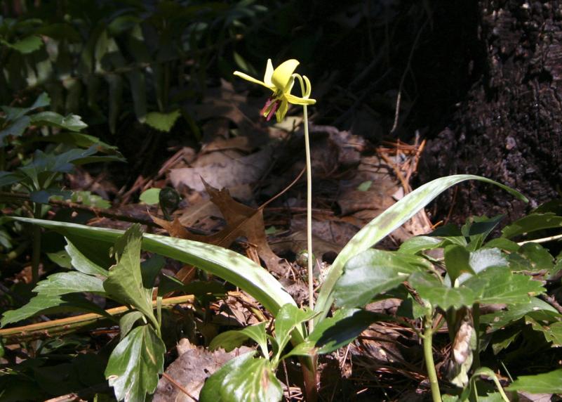 A trout lily PHOTO BY REBECCA REID 