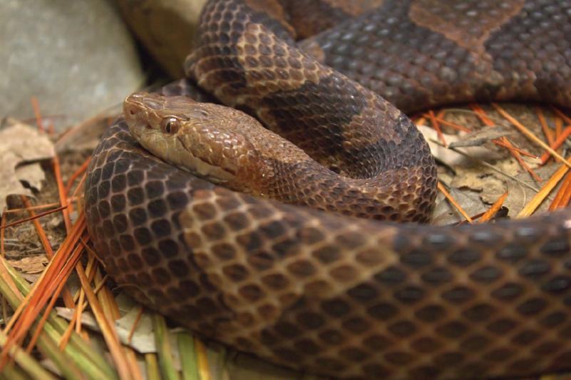 A copperhead snake GREG HUME/WIKIMEDIA COMMONS