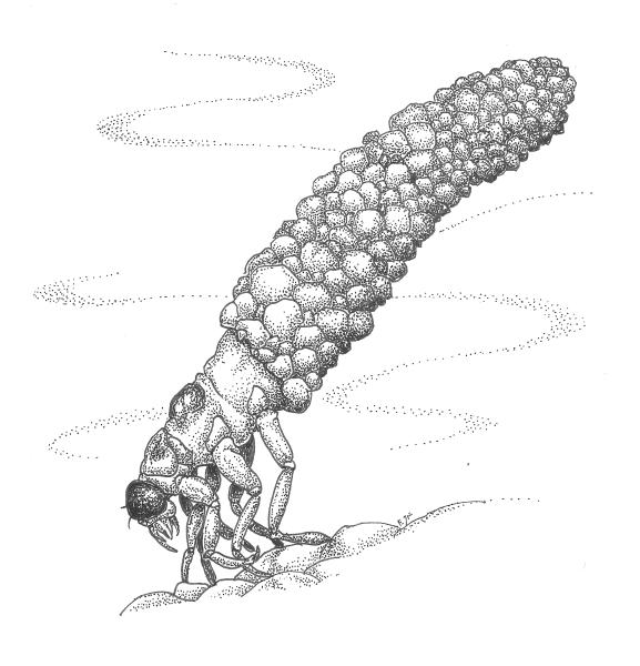 The caddisfly, less than 1/4 inch long, knits together sand grains with silk to fashion a cozy mobile home. DRAWING BY ELIZABETH FARNSWORTH 