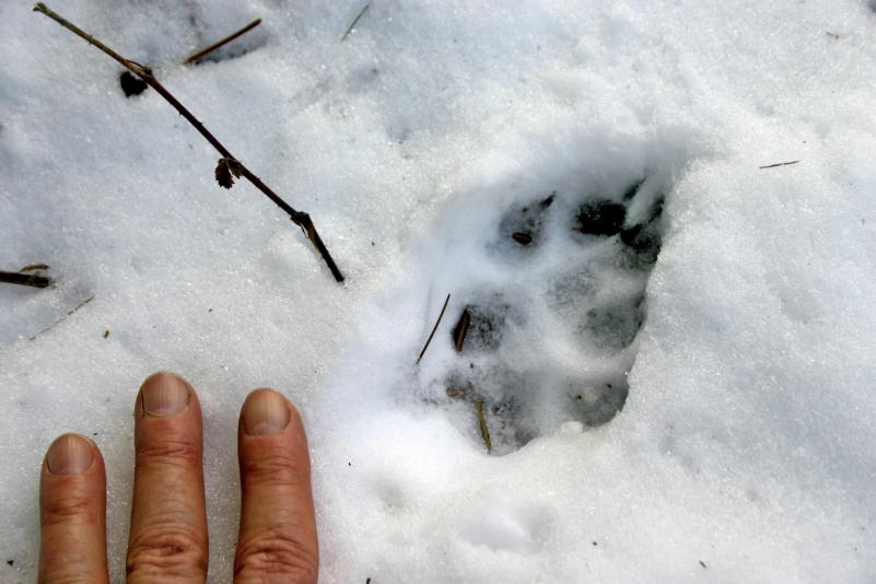 Rebecca Reid Coyote footprint