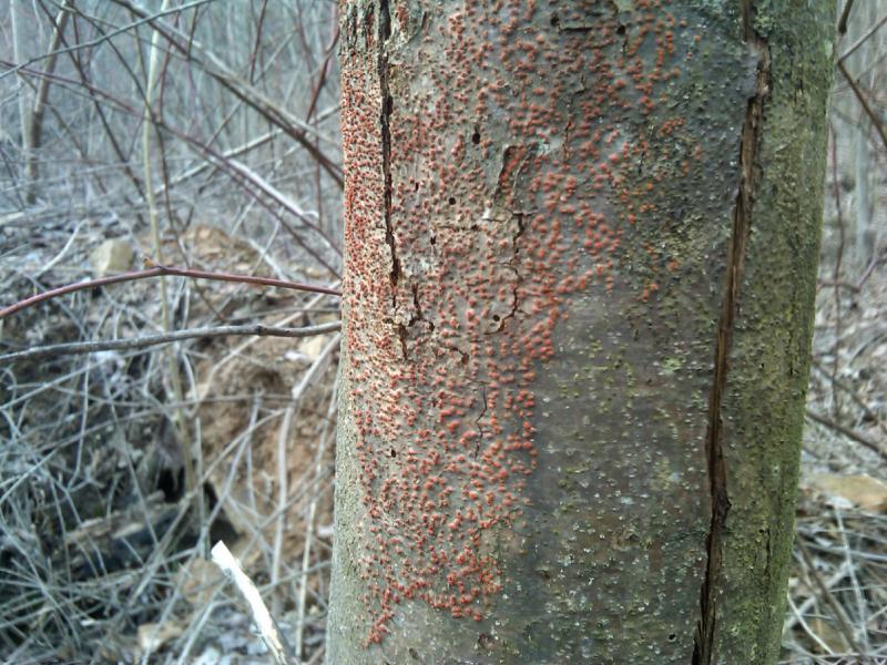 Claudette Hoffman via Wikimedia Commons Chestnut tree fungus blight on the bark of a 10-year-old chestnut tree in Ohio.