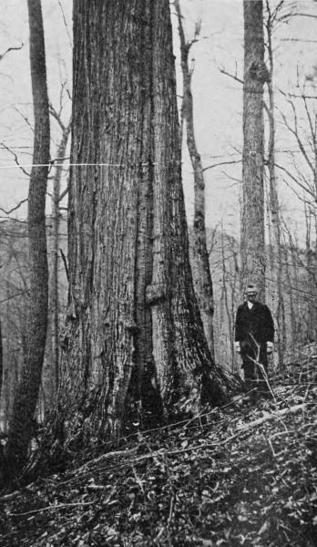 U.S. Forest Service. American chestnut in North Caroline, 1914.