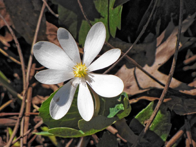 Bloodroot’s name come from the fact that its roots ooze an orange-red sap. Rebecca Reid 