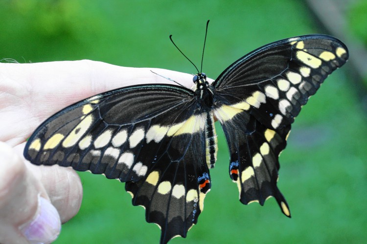 Giant swallowtail butterfly. Adam Skowronski/Creative Commons