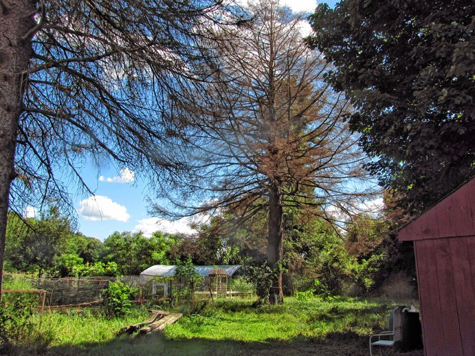 This Douglas fir on Benjamin Weiner’s homestead in Deerfield suddenly died this year. Rebecca Reid