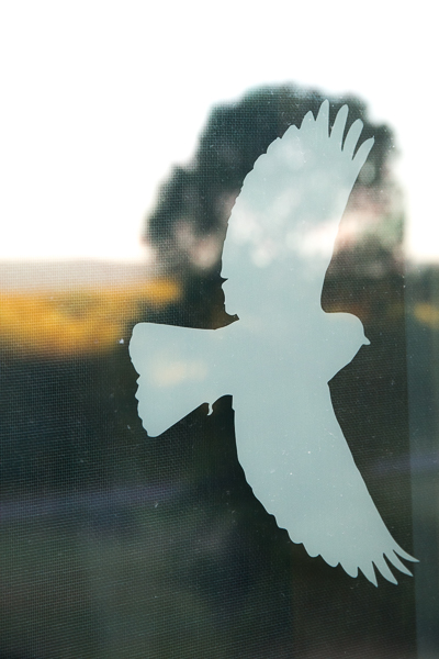 Bird silhouettes can be found throughout the building on our windows. Stop by and ask for a key at the reception desk to learn the birds!
