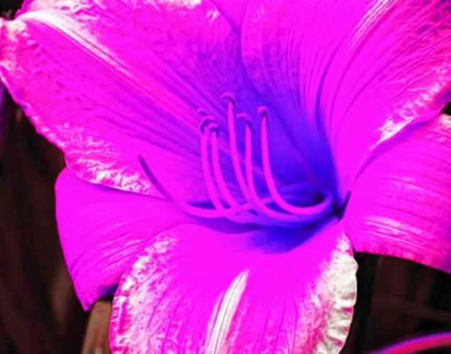 Bees can see ultraviolet light, which humans can’t. This photo simulates how a day lily might look to a bee. Rebecca Reid