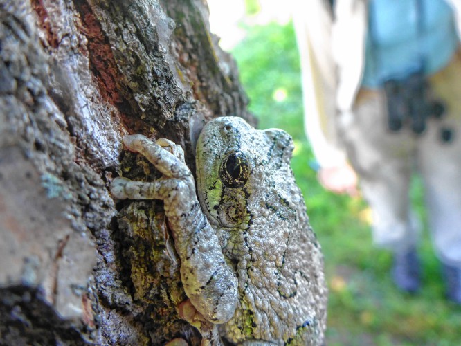 A highlight of the walk to identify species in the area surrounding the new Hitchcock Center for the Environment was finding this gray tree frog. JOSHUA ROSE