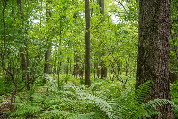 Flora and Fauna: The Diverse Inhabitants of Forests