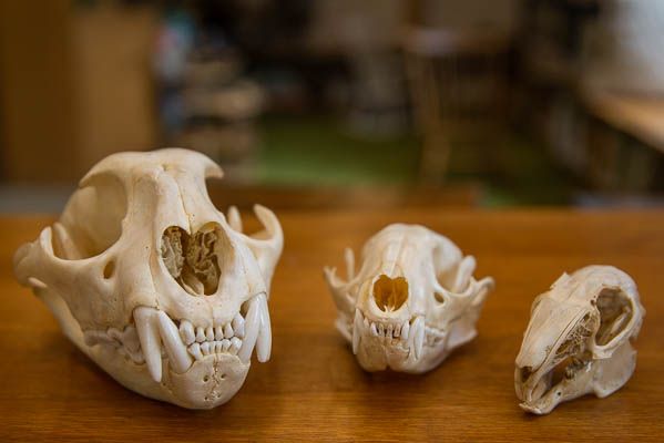 What Do Skulls Tell Us About Animals?