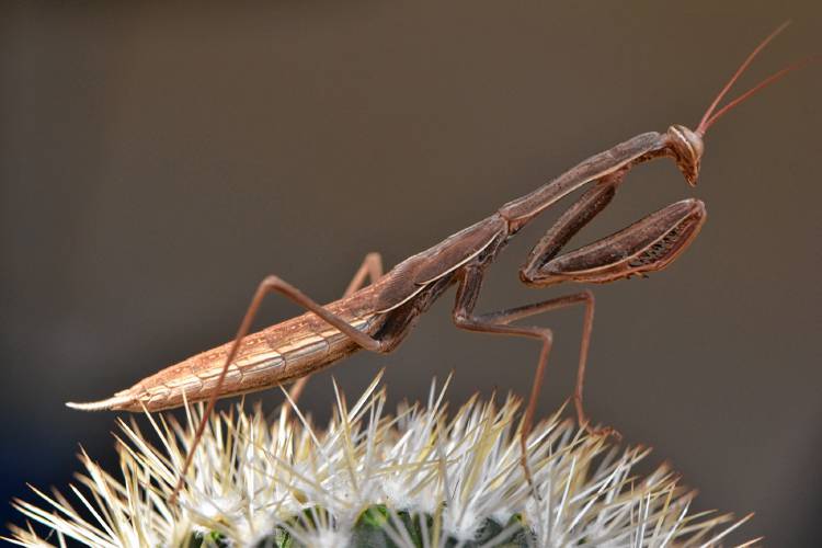 Green Mantis Vs Brown Mantis Hitchcock Center For The Environment